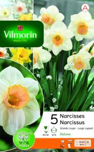 Narcisse Salome (x5)